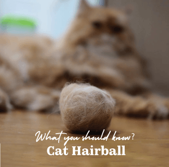 Cat Hairball: What should you know?