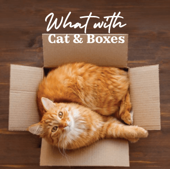 Why do cats like boxes?