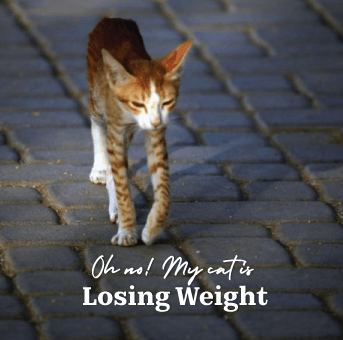 Why is My Cat Losing Weight?