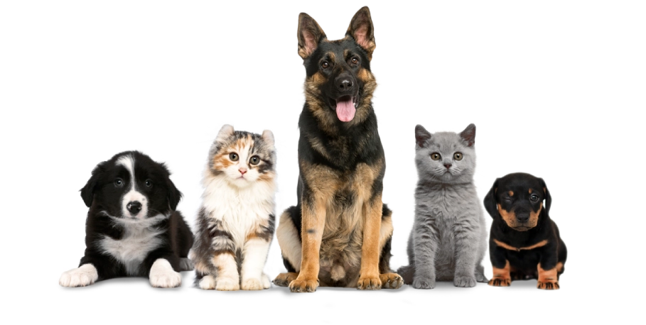 Petsglobal